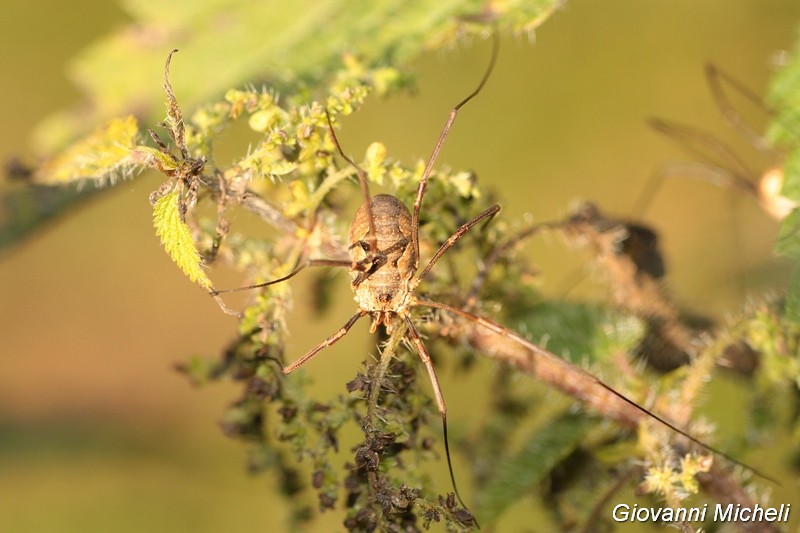 Phalangium opilio,  femmina